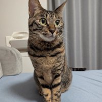 お座りする猫
