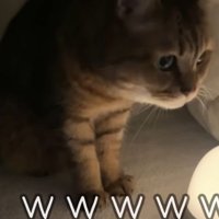 こたつの中の猫