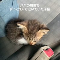 座っている子猫