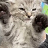 ゆらゆら揺れる子猫