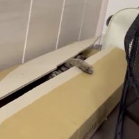 隠れるくぅちゃん