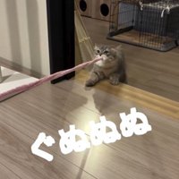 猫じゃらしを持っている猫