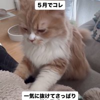 毛布をふみふみする猫