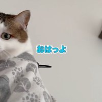 覗き込む猫1