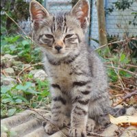小さな子猫