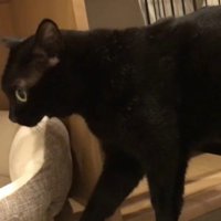 カメラを気にしながら歩き出す猫