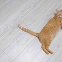 飼い主を見つめる猫