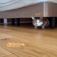 ベッドの下に隠れておやつをみている猫