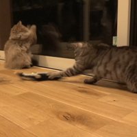 腕を伸ばしてタッチ