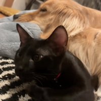 犬にくっつく黒猫
