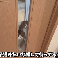 子猫みたいな顔