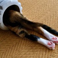 筒の中にいる子猫