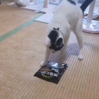 後ろに逃げる猫