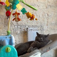 バウンサーで寝る猫