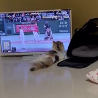テレビを観る猫