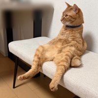 人間のように座る猫