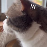 窓から外を見ている猫