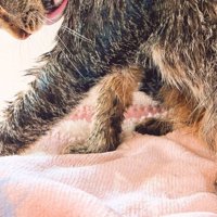 毛繕いする猫