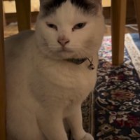 瞬きを返す猫