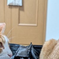 2匹の猫