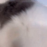 抱っこされる猫