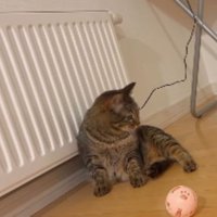 室内にいる猫