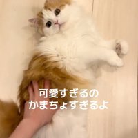 撫でられる猫