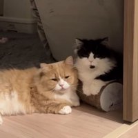 並んで正面を向く2匹の猫