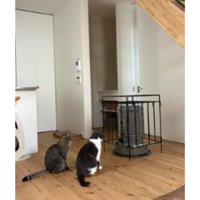 ストーブ前の猫