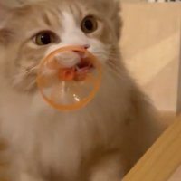 おもちゃをくわえたまま持ってくる猫