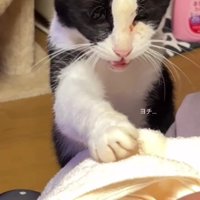 赤ちゃんに優しく触る猫