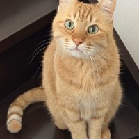 階段で座る猫
