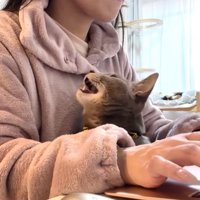 催促する猫