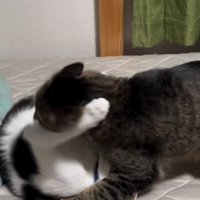 取っ組み合う2匹の猫