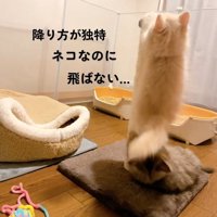 爪とぎポールを降りる子猫