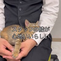膝の上で眠る子猫