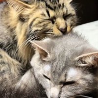 寄り添う2匹の猫