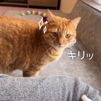 キリッ
