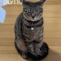 イカ耳で目をつむる猫