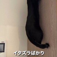 前足をひっかけて壁によじ登る猫