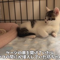 テロップ「ケージの扉を～」