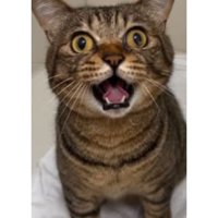 室内にいる猫