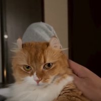 撫でられる猫