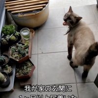 玄関の前で鳴くシャム猫