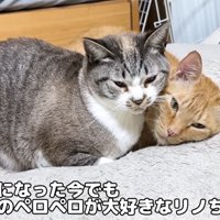 寄り添って座る猫
