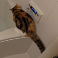 浴槽の縁に座り直す猫