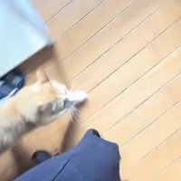 飼い主さんを追い掛ける茶白猫