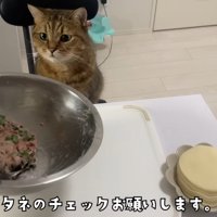 椅子に座っている猫
