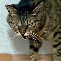 顔をしかめて遠くを見るキジトラ猫