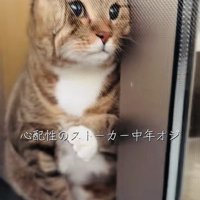 網戸と窓の隙間に入ろうとするキジトラ猫